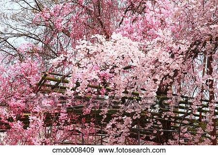 Kyoto, Japan View Large Photo Image Stock Photo - Kyoto, Japan. Fotosearch