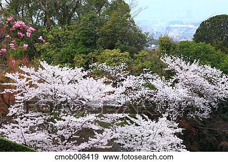 Kyoto, Japan View Large Photo Image Stock Photo - Kyoto, Japan. Fotosearch