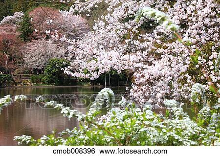 Kyoto, Japan View Large Photo Image Stock Photograph - Kyoto, Japan. Fotosearch