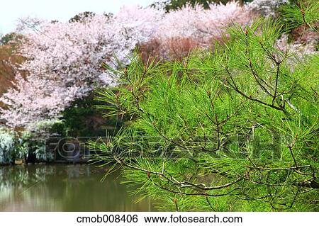 Kyoto, Japan View Large Photo Image Stock Photograph - Kyoto, Japan. Fotosearch