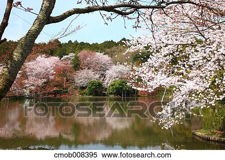 Kyoto, Japan View Large Photo Image Stock Photography - Kyoto, Japan. Fotosearch