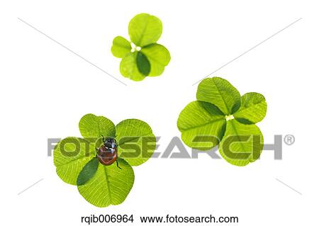 Ladybug on clover View Large Photo Image Picture - Ladybug on clover. Fotosearch