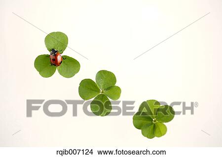 Picture - Ladybug on clover. Fotosearch