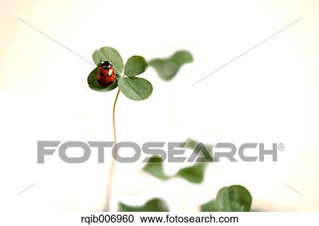 Ladybug on clover View Large Photo Image Stock Image - Ladybug on clover. Fotosearch