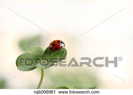 Ladybug on clover View Large Photo Image Stock Image - Ladybug on clover. Fotosearch