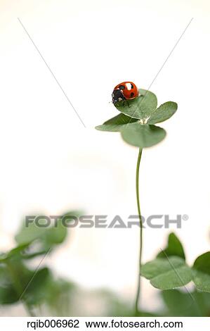 Ladybug on clover View Large Photo Image Stock Image - Ladybug on clover. Fotosearch
