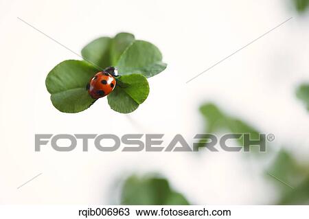 Ladybug on clover View Large Photo Image Stock Image - Ladybug on clover. Fotosearch