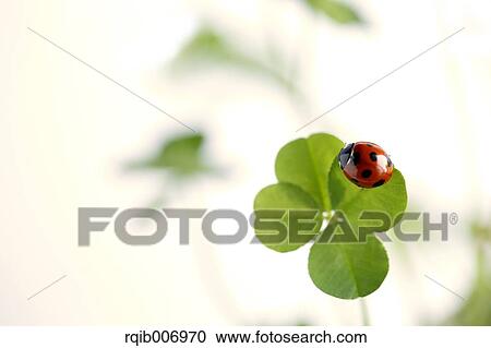 Ladybug on clover View Large Photo Image Stock Image - Ladybug on clover. Fotosearch