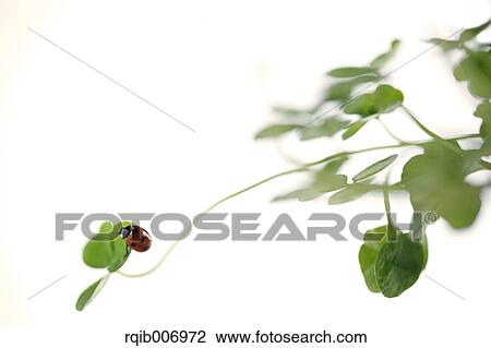 Ladybug on clover View Large Photo Image Stock Image - Ladybug on clover. Fotosearch