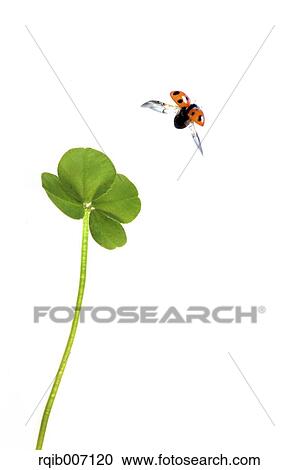 Stock Image - Ladybug on clover. Fotosearch