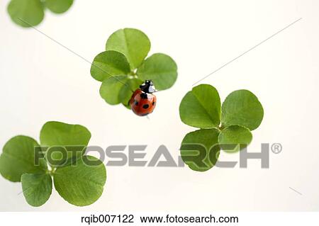 Ladybug on clover View Large Photo Image Stock Image - Ladybug on clover. Fotosearch