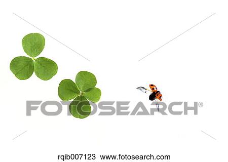 Ladybug on clover View Large Photo Image Stock Image - Ladybug on clover. Fotosearch