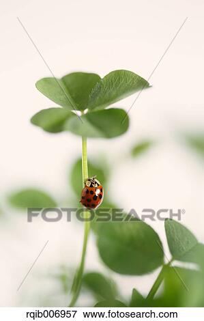 Ladybug on clover View Large Photo Image Stock Photo - Ladybug on clover. Fotosearch