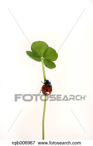 Ladybug on clover View Large Photo Image Stock Photo - Ladybug on clover. Fotosearch