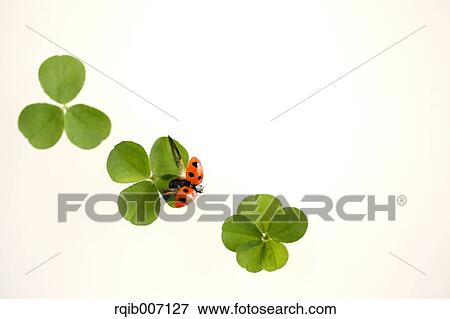 Stock Photo - Ladybug on clover. Fotosearch