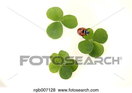 Ladybug on clover View Large Photo Image Stock Photo - Ladybug on clover. Fotosearch