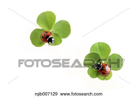 Stock Photo - Ladybug on clover. Fotosearch