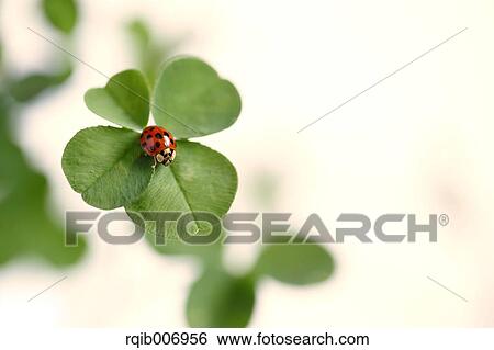 Ladybug on clover View Large Photo Image Stock Photograph - Ladybug on clover. Fotosearch
