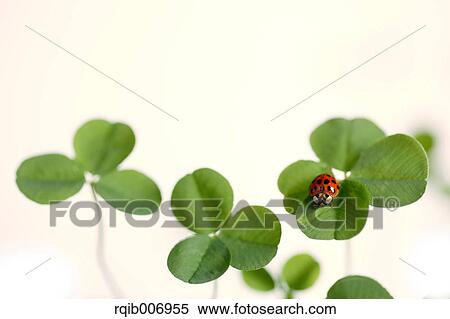 Ladybug on clover View Large Photo Image Stock Photography - Ladybug on clover. Fotosearch