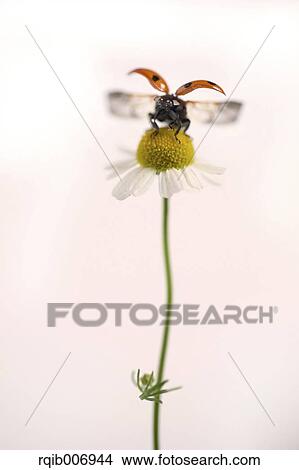 Ladybug on Daisy View Large Photo Image Picture - Ladybug on Daisy. Fotosearch