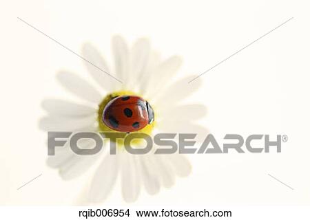 Ladybug on Daisy View Large Photo Image Picture - Ladybug on Daisy. Fotosearch