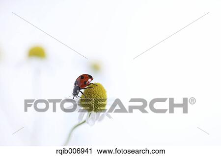 Stock Image - Ladybug on Daisy. Fotosearch