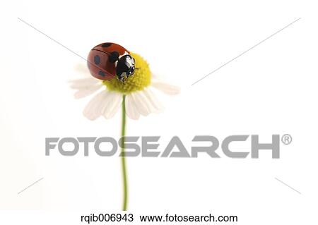 Ladybug on Daisy View Large Photo Image Stock Image - Ladybug on Daisy. Fotosearch