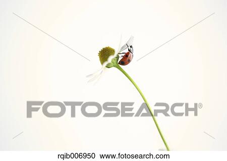 Ladybug on Daisy View Large Photo Image Stock Image - Ladybug on Daisy. Fotosearch
