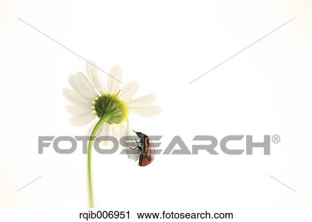 Stock Image - Ladybug on Daisy. Fotosearch
