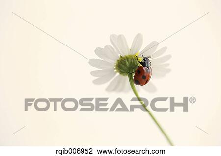 Ladybug on Daisy View Large Photo Image Stock Image - Ladybug on Daisy. Fotosearch