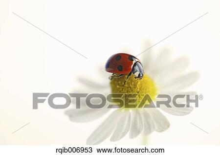 Ladybug on Daisy View Large Photo Image Stock Image - Ladybug on Daisy. Fotosearch