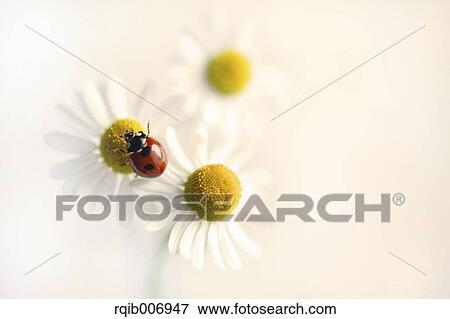 Ladybug on Daisy View Large Photo Image Stock Photo - Ladybug on Daisy. Fotosearch