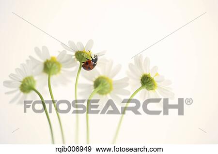 Ladybug on Daisy View Large Photo Image Stock Photo - Ladybug on Daisy. Fotosearch