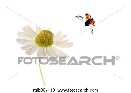Stock Photo - Ladybug on Daisy. Fotosearch