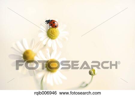 Ladybug on Daisy View Large Photo Image Stock Photograph - Ladybug on Daisy. Fotosearch