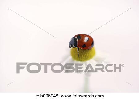 Stock Photography - Ladybug on Daisy. Fotosearch