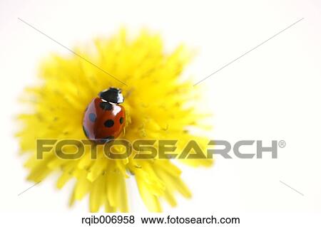 Ladybug on Dandelion View Large Photo Image Stock Photo - Ladybug on Dandelion. Fotosearch