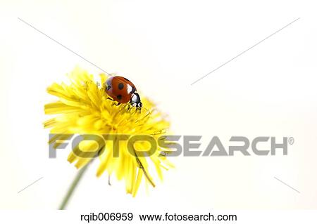 Ladybug on Dandelion View Large Photo Image Stock Photo - Ladybug on Dandelion. Fotosearch
