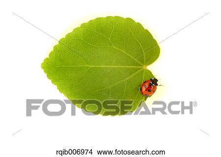 Ladybug on leaf View Large Photo Image Picture - Ladybug on leaf. Fotosearch