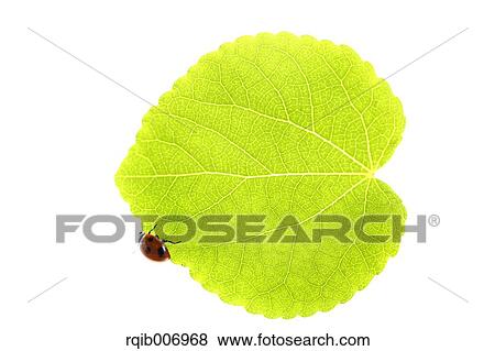 Ladybug on leaf View Large Photo Image Stock Photo - Ladybug on leaf. Fotosearch