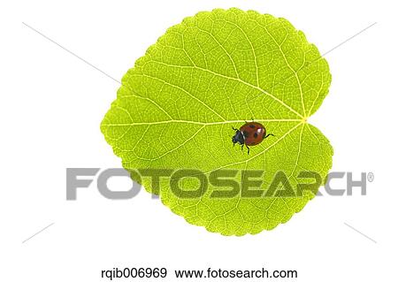 Ladybug on leaf View Large Photo Image Stock Photo - Ladybug on leaf. Fotosearch