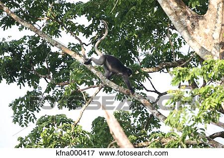 Langur View Large Photo Image Stock Photo - Langur. Fotosearch