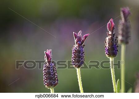 Picture - Lavender. Fotosearch