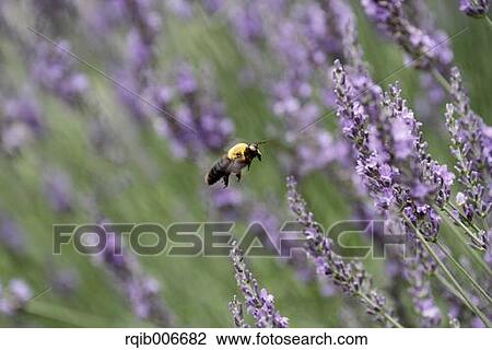 Lavender View Large Photo Image Stock Image - Lavender. Fotosearch