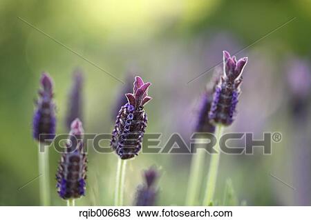 Lavender View Large Photo Image Stock Image - Lavender. Fotosearch