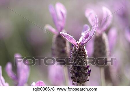 Stock Photo - Lavender. Fotosearch