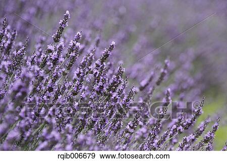 Stock Photo - Lavender. Fotosearch