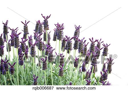 Stock Photo - Lavender. Fotosearch