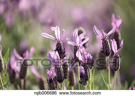 Stock Photograph - Lavender. Fotosearch