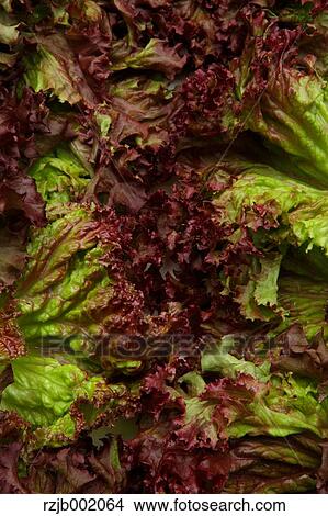 Lettuce View Large Photo Image Picture - Lettuce. Fotosearch